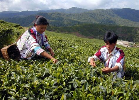 大理蘭坪是哪個縣，它與雲南的茶文化有何神秘聯繫？